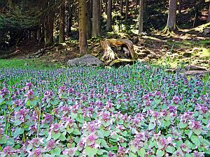 Loewenzahnbluete in Tennenbronn