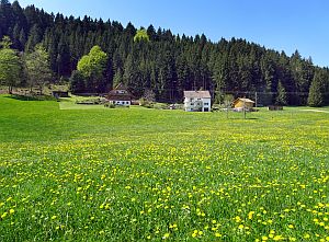 Loewenzahnbluete in Tennenbronn
