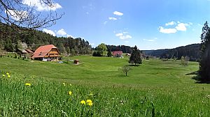 Loewenzahnbluete in Tennenbronn