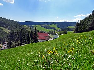 Loewenzahnbluete in Tennenbronn
