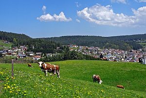 Loewenzahnbluete in Tennenbronn