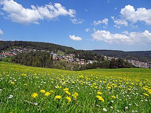 Loewenzahnbluete in Tennenbronn