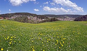 Loewenzahnbluete in Tennenbronn