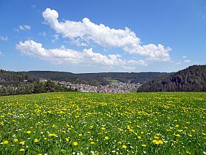 Loewenzahnbluete in Tennenbronn