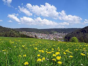Loewenzahnbluete in Tennenbronn