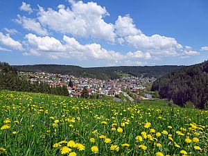 Loewenzahnbluete in Tennenbronn