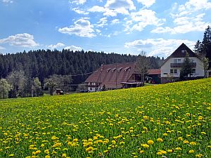 Loewenzahnbluete in Tennenbronn