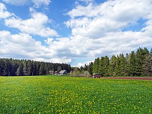 Loewenzahnbluete in Tennenbronn