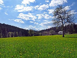 Loewenzahnbluete in Tennenbronn