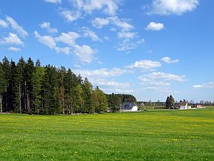 Loewenzahnbluete in Tennenbronn