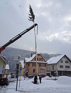 Narrenbaum steht