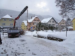 Narrenbaum steht