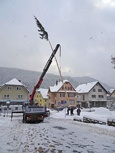 Narrenbaum steht