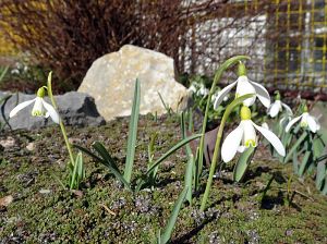 Ostergruss aus Tennenbronn