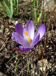 Ostergruss aus Tennenbronn