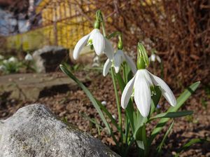 Ostergruss aus Tennenbronn