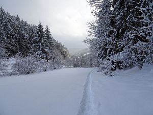 50 cm Schnee in Tennenbronn