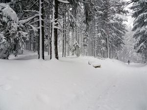 50 cm Schnee in Tennenbronn