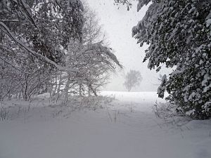 50 cm Schnee in Tennenbronn