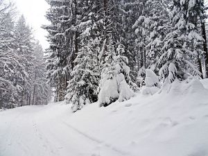 50 cm Schnee in Tennenbronn