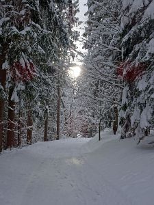 50 cm Schnee in Tennenbronn