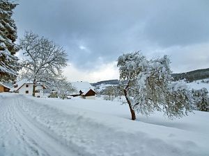 50 cm Schnee in Tennenbronn