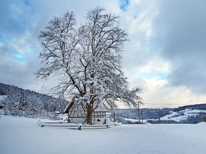 50 cm Schnee in Tennenbronn