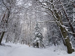 50 cm Schnee in Tennenbronn