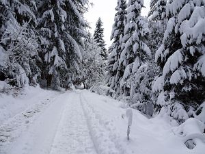 50 cm Schnee in Tennenbronn