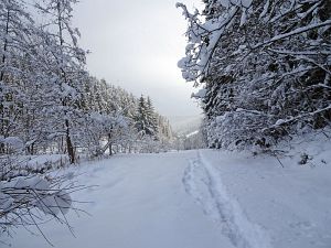 50 cm Schnee in Tennenbronn