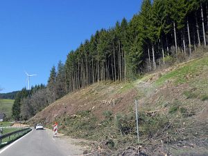 Baumfllarbeiten am Ortsausgang  