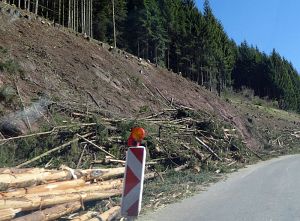 Baumfllarbeiten am Ortsausgang  