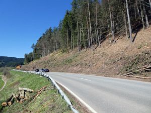 Baumfllarbeiten am Ortsausgang  