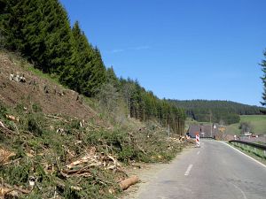 Baumfllarbeiten am Ortsausgang