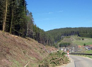 Baumfllarbeiten am Ortsausgang  