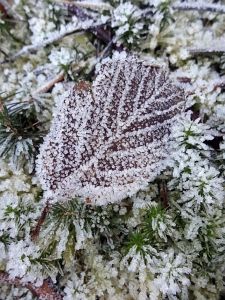 Neujahrsspaziergang