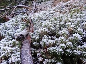 Neujahrsspaziergang