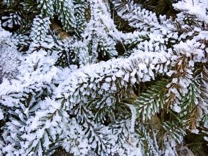Neujahrsspaziergang