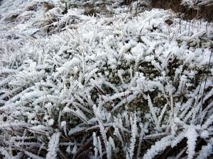 Neujahrsspaziergang