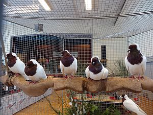 Geflgelausstellung