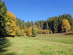 Herbst in Tennenbronn 2017