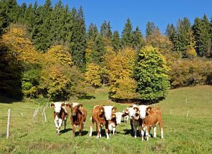 Herbst in Tennenbronn 2017