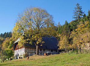 Herbst in Tennenbronn 2017