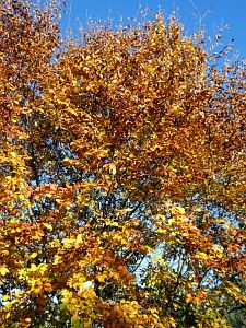 Herbst in Tennenbronn 2017