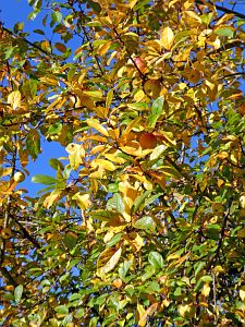 Herbst in Tennenbronn 2017