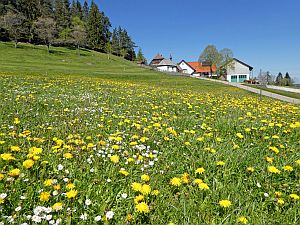 Loewenzahnbluete in Tennenbronn  