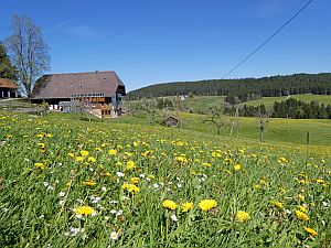 Loewenzahnbluete in Tennenbronn  