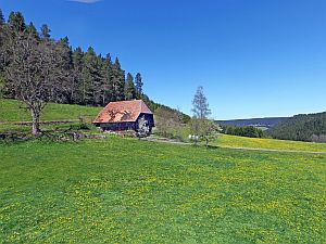 Loewenzahnbluete in Tennenbronn  