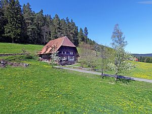 Loewenzahnbluete in Tennenbronn  