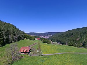 Loewenzahnbluete in Tennenbronn  